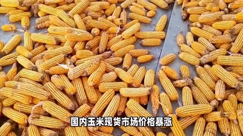 东北玉米最新价格行情解析