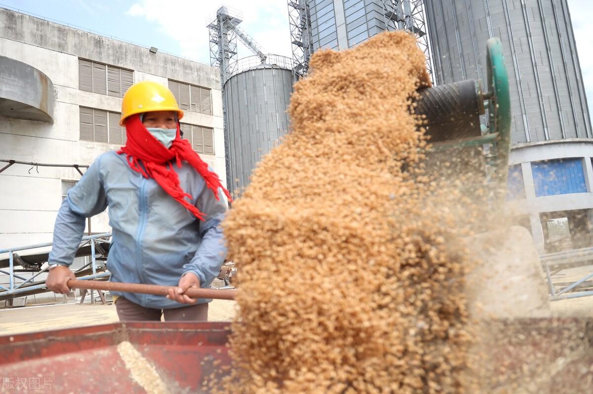 山东今日小麦价格动态分析与展望