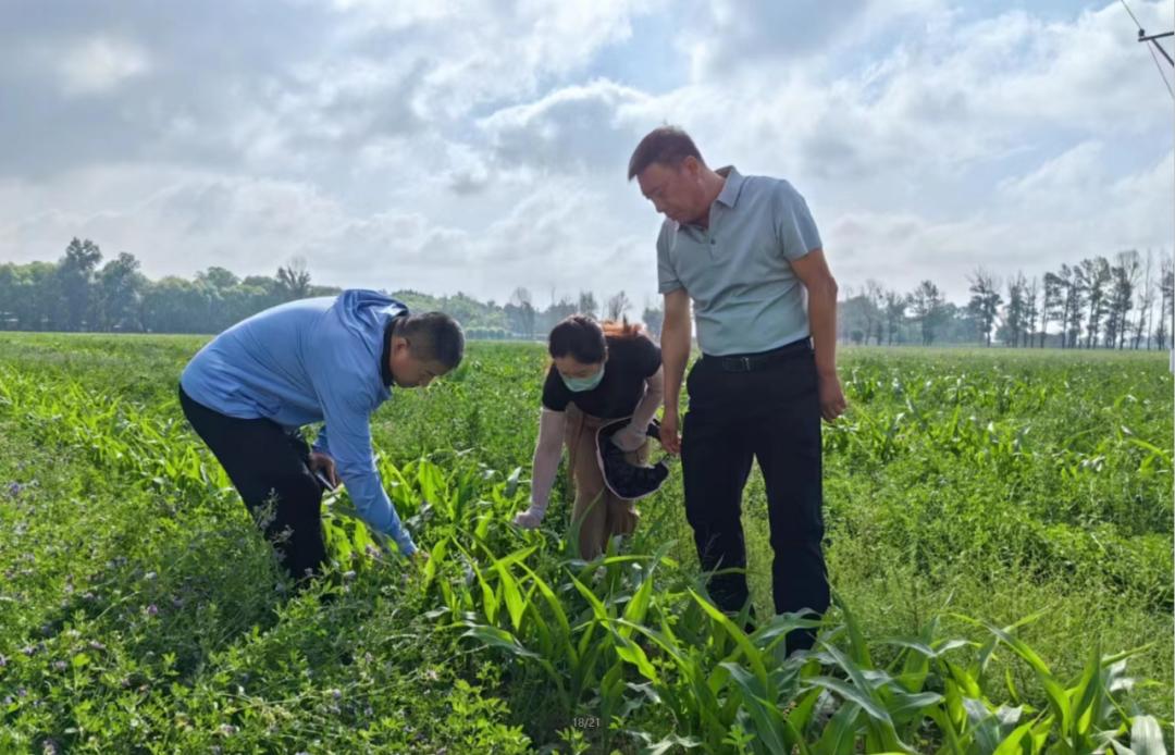 小草最新破解版违法犯罪问题深度探讨