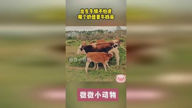 初生牛犊不怕虎最佳生肖,可靠设计策略解析_L版29.642